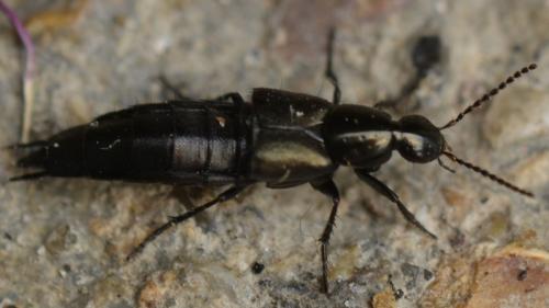Réf. 233 548 : Philonthus decorus